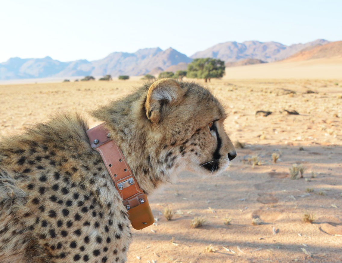 High-resolution wildlife monitoring imagery