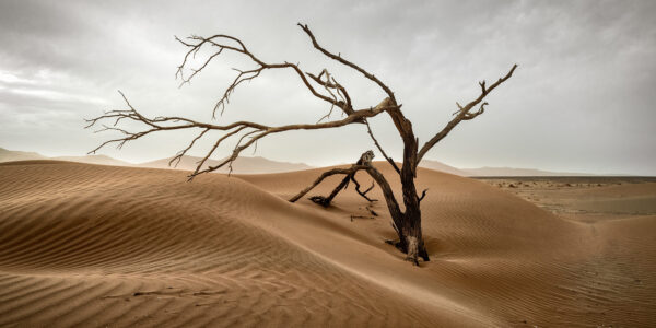 High resolution imagery captures solitary tree with bare branches in a desert.