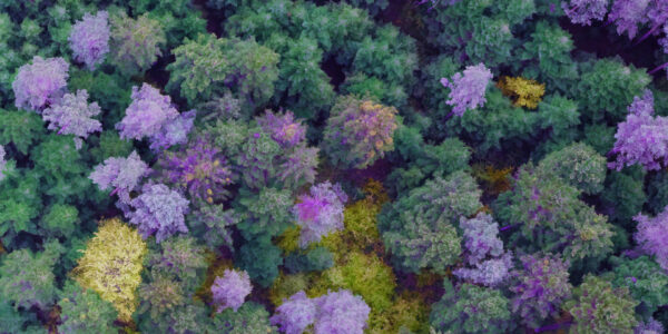 High-resolution aerial imaging for forest tree disease detection