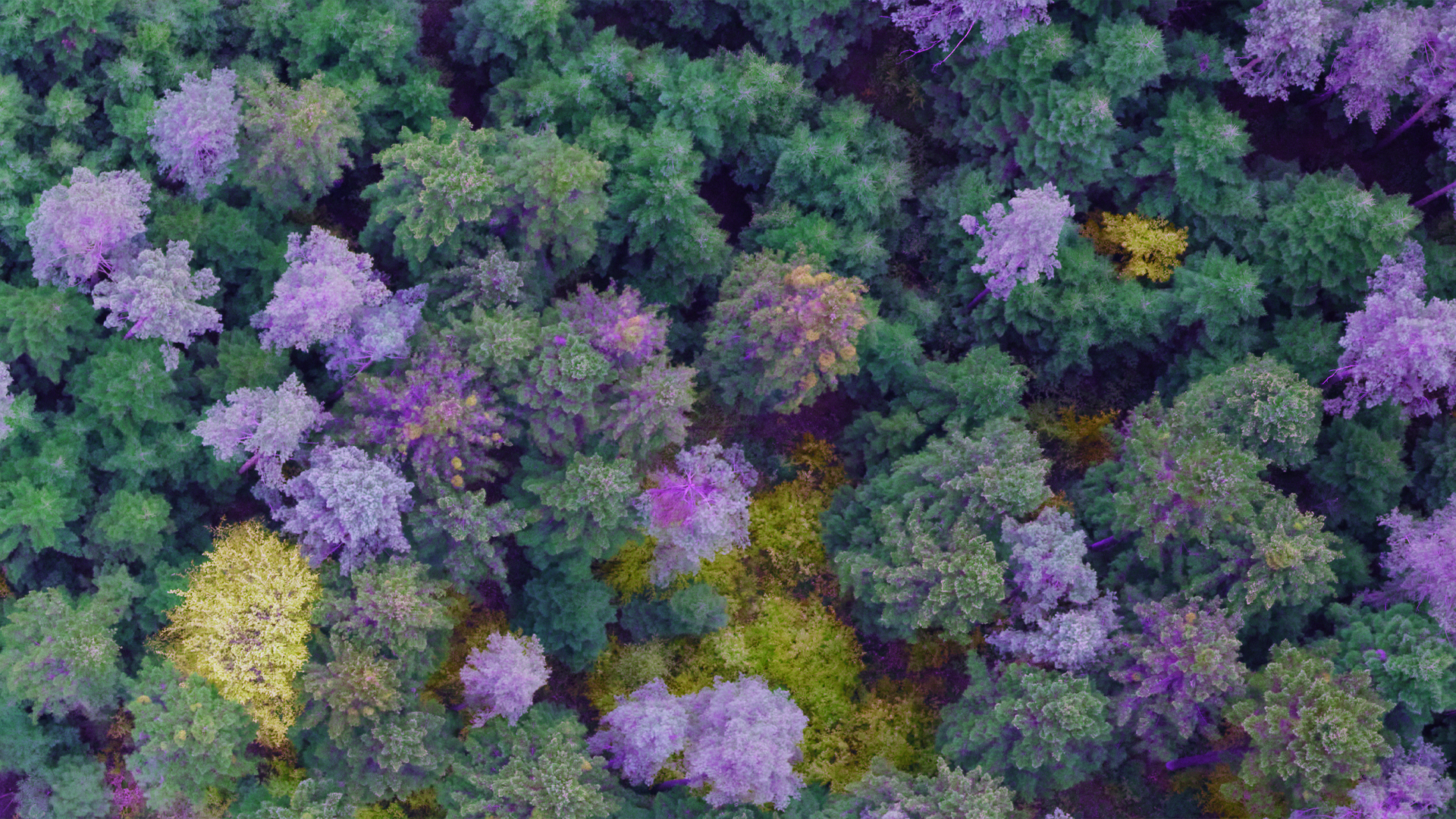 High-resolution aerial imaging for forest tree disease detection