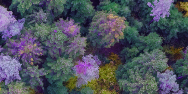 Phase One aerial mapping in forestry and agriculture